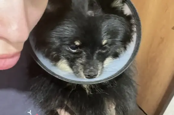 Собаки потеряшки, Санкт-Петербург, фото: Потеряшка собака Шпиц Зевс, ул. Джона Рида, Санкт-Петербург