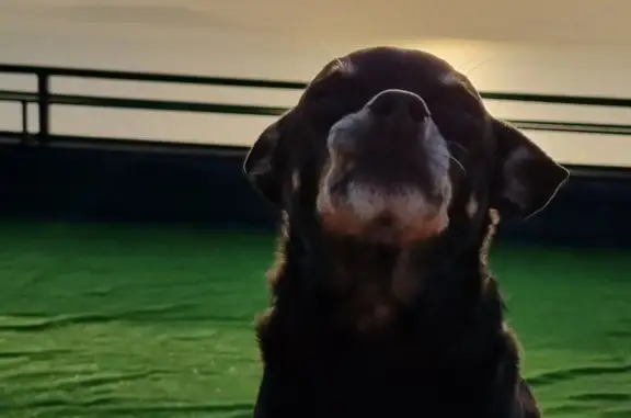 Пропала собака Тоша, черно-коричневый окрас, Владивосток