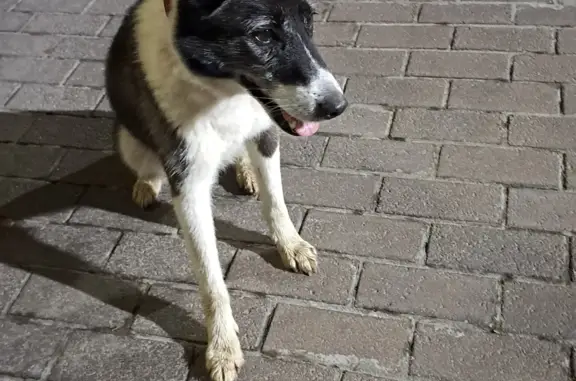 Найдена собака с красным ошейником в Московской области