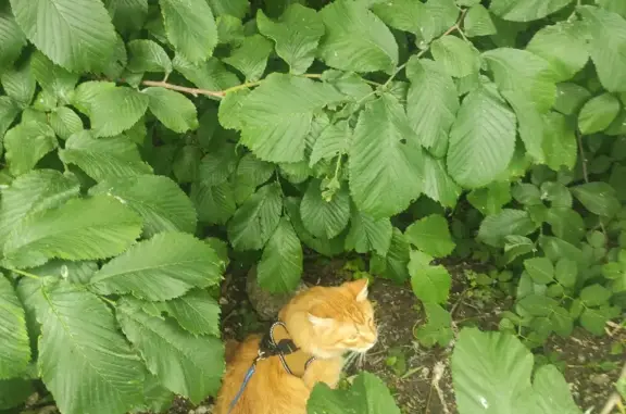 Кошки потеряшки, Санкт-Петербург, фото: Потеряшка кошка Мальчик Дюша на Октябрьской наб., 122