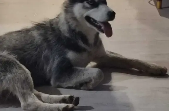 Собака Хаски найдена на ул. Фурманова 2, Хабаровск