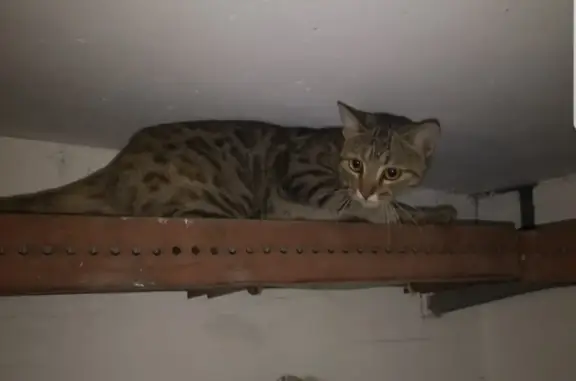 Найдена Бенгальская кошка, ищет хозяина, ул. Сергея Лазо, 3Б, Томск