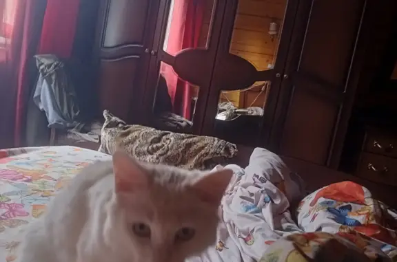 Пропала белая кошка, ул. Елены Стасовой, 52Б