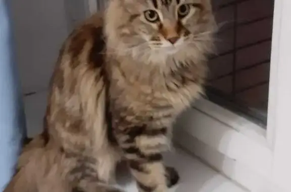 Пропала кошка Мей кун на Советской улице, Балашиха