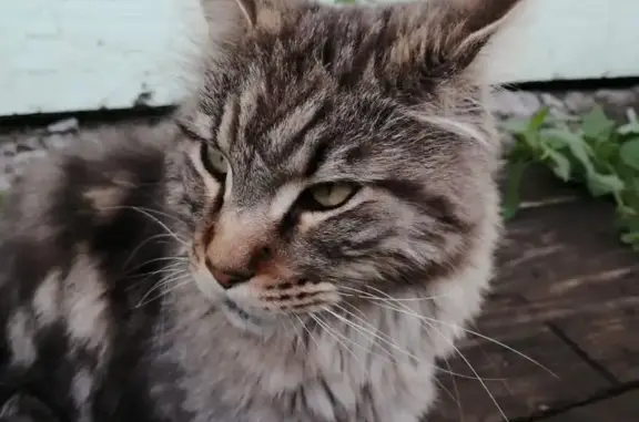 Пропала кошка Кот мейн-кун, Новопышминск