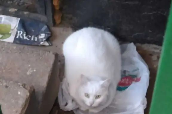 Найдена кошка Мальчик, ул. Сакко и Ванцетти, 32, Королёв