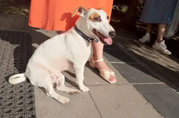 Найдена собака Джек Рассел Терьер на Ленинском проспекте, 160