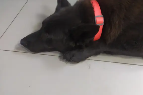 Найдена собака с переломом, Волгоград