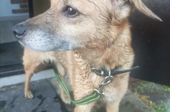 Найдена собака в районе Пашинского переезда