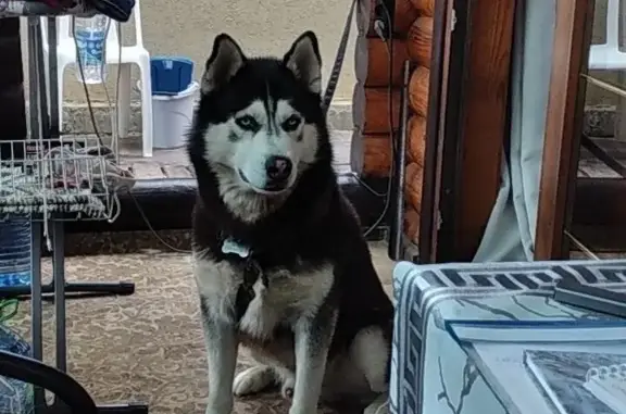 Пропала собака в районе Жемчужины России, Джемете