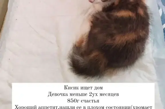 Найден трехцветный котёнок на Воробьёвском шоссе, Москва