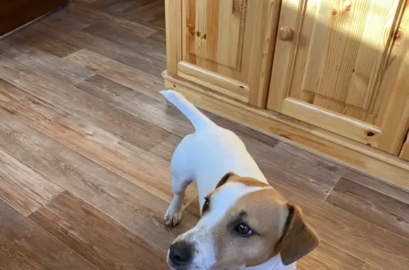 Найдена собака, Московская область, фото: Найдена собака породы Джек-рассел-терьер, адрес: 4-я Садовая ул., СНТ Виктории, Раменский район