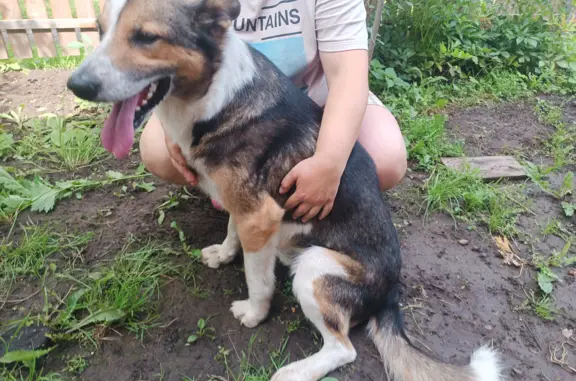 Найдена собака, Ярославская область