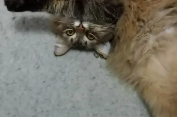 Кошки потеряшки, Киров, фото: Потеряшка кошка в Загарском поселении, Кировская область