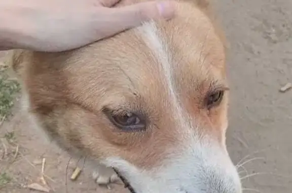 Найдена собака Добрый пёс, адрес: ул. Заикина, 16, Зеленодольск