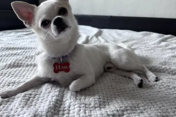 Собаки потеряшки, Санкт-Петербург, фото: Потеряшка собака Изи, ул. Кораблестроителей 35, СПб