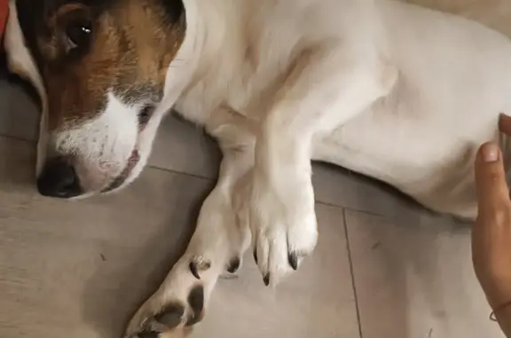 Найдена собака, Московская область, фото: Найдена собака Пёс на Ленинской ул., 246