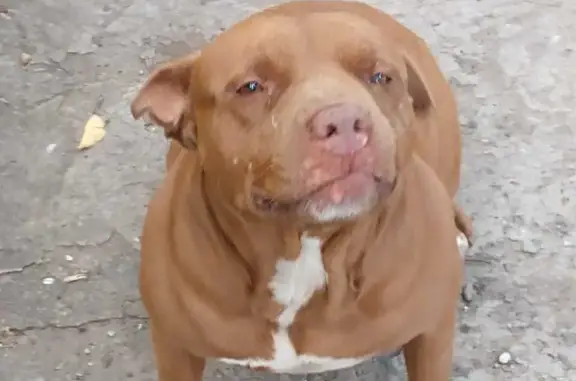 Найдена собака, Ростов-на-Дону, фото: Пропала собака Питбультерьер в Ростове