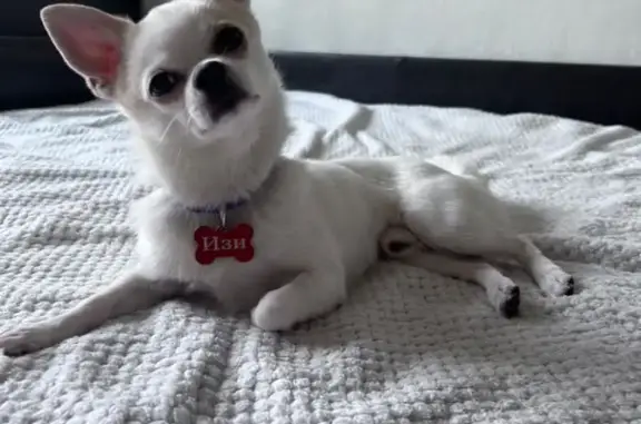 Собаки потеряшки, Санкт-Петербург, фото: Потеряшка собака Изи на ул. Кораблестроителей, 35, СПб