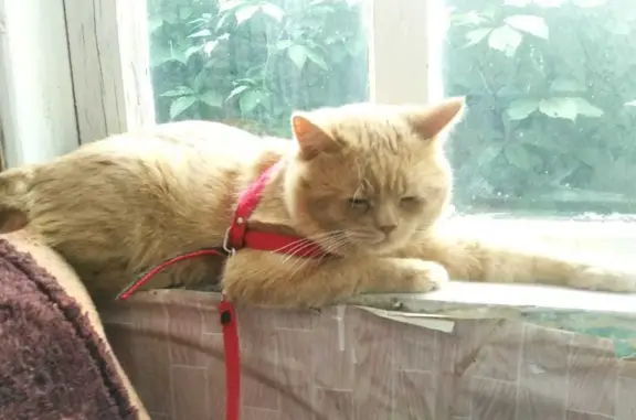 Пропал котик, 1 год, рыжий, СНТ Песочная, Барсуки
