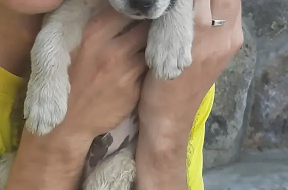 Пропала собака в Угдане, Забайкальский край