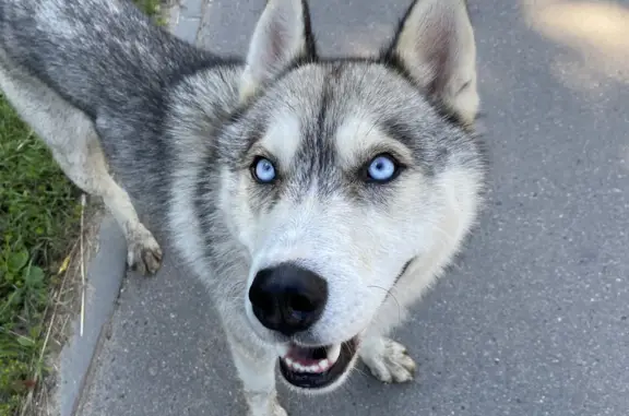 Найдена собака Сибирский хаски, Кузнецово, 41