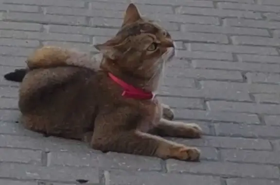 Пропала кошка на Нефедовской улице, Кольчугино