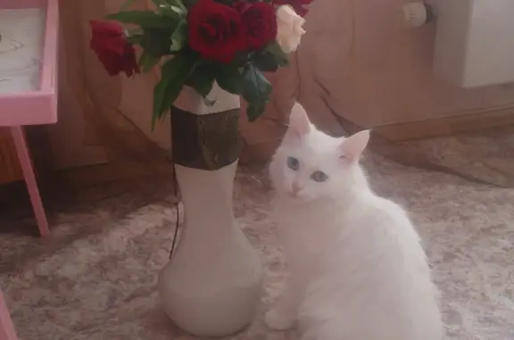 Пропала кошка Кира, ул. Гаврилова, 14, Казань