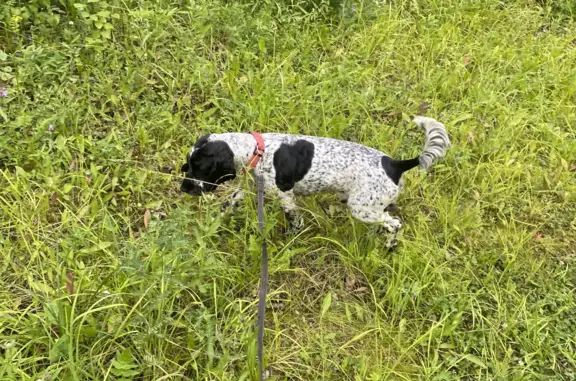 Пропала собака Спаниель черно белый, ул. Олимпийская, 54