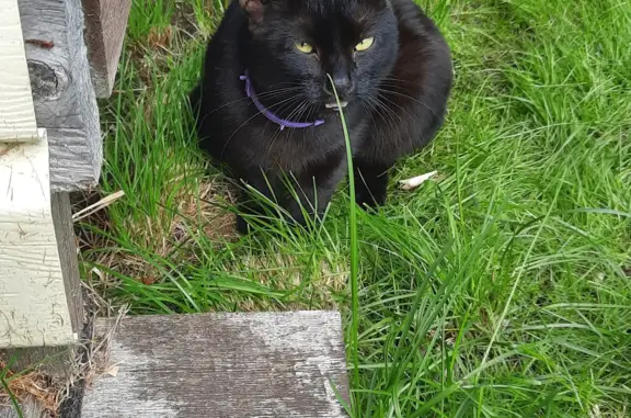 Найдена чёрная кошка, г. Кудемское