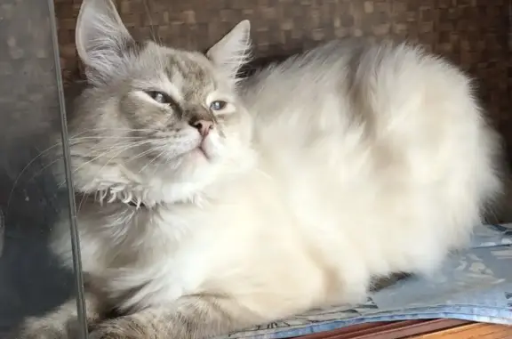 Пропала кошка Кот, порода Невская маскарадная, голубые глаза