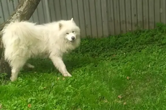 Пропала собака Норд в Болохово, Тульская область