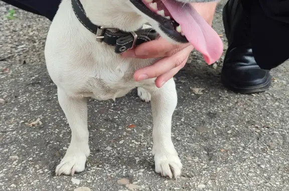Найдена собака на перроне жд вокзала Микунь