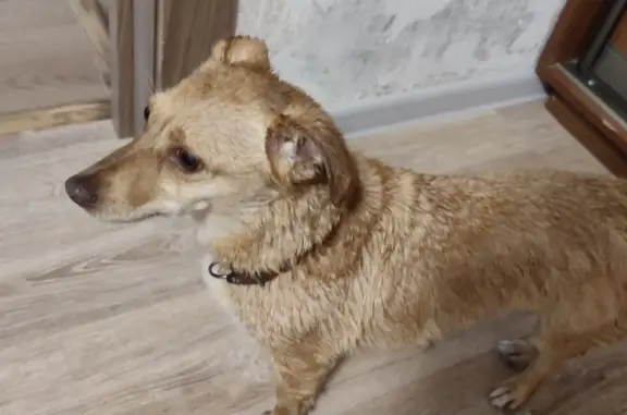 Собака найдена: рыжий пёс, адрес - ул. 50-летия Октября, Уфа