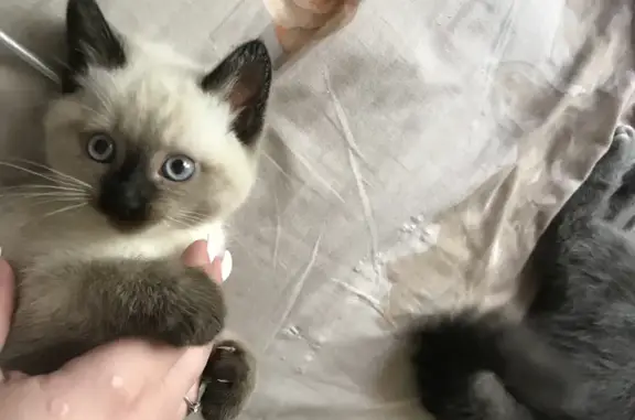 Потерянные животные Смоленск, фото: Пропал котенок, ул. Марии Октябрьской, 10Г, Смоленск