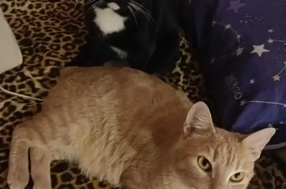 Кошки потеряшки, Санкт-Петербург, фото: Потеряшка кошка: ул. Рихарда Зорге, 11 к2, СПб