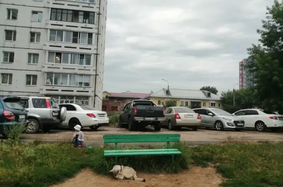Собака на детской площадке, Ядринцева 10, Иркутск