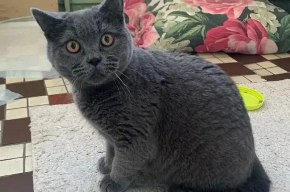 Найден британский кот, Метро Южная, ул. Днепропетровская