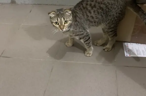 Найдена кошка на Делегатской улице, 35А, Пермь