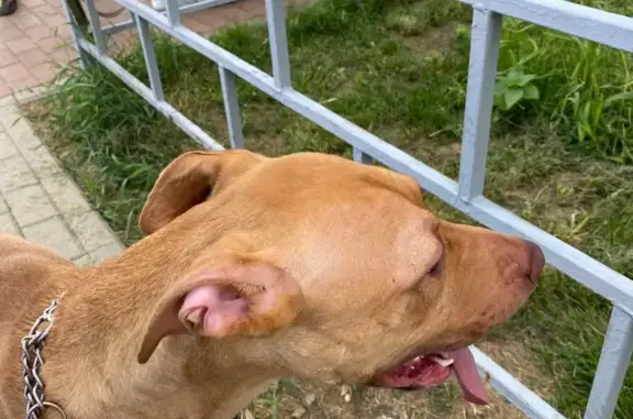 Найдена собака, Нижний Новгород, фото: Собака Мальчик, активный и дружелюбный, Южный бульвар, 11, Нижний Новгород