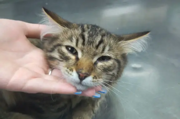 Найдена серая полосатая кошка возле клиники Зоомир, проблема с лапой