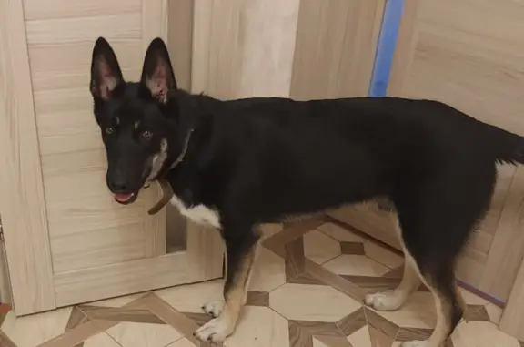 Собака найдена: Пес, черный, белые носки, белая грудь