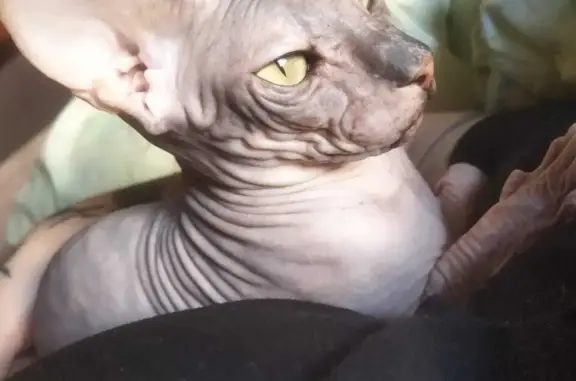 Кошки потеряшки, Новосибирск, фото: Потеряшка кошка Сима, ул. Ключ-Камышенское Плато, 8, Новосибирск