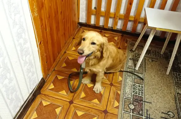 Собака Метис спаниеля найдена на Первомайской улице, 210