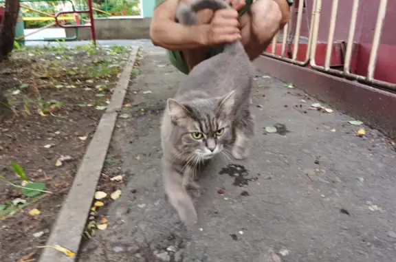 Найдена кошка в Омске, ул. Крупской 10-12, зелёные глаза