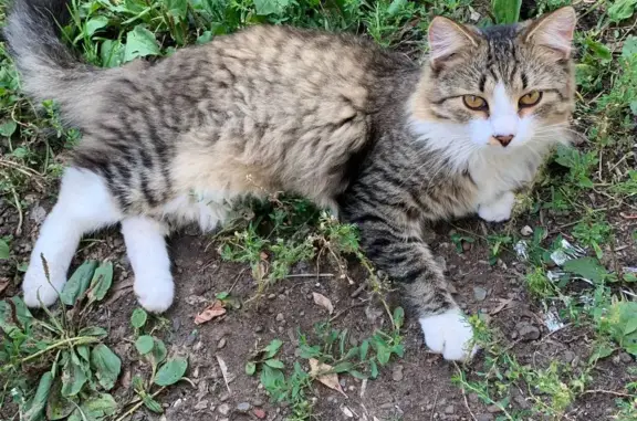 Найдена кошка Котик, ул. Достоевского, Пермь