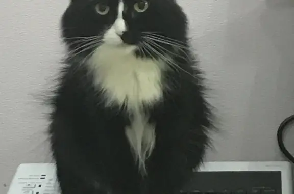 Пропала кошка Мальчик, черно-белый окрас, 4 года, Нижневартовск
