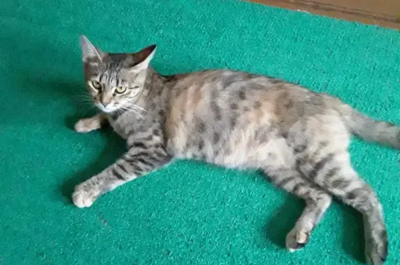 Найдена трехцветная кошка в Навашино