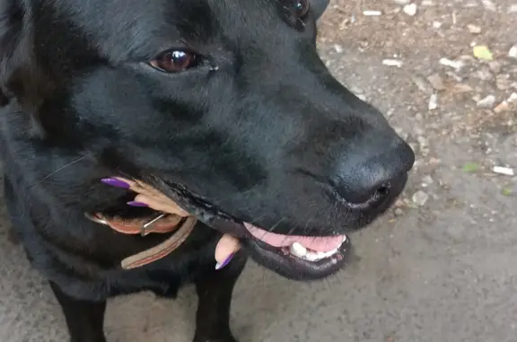 Найдена собака, , фото: Найден молодой кобель лабрадор в Казани