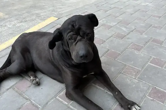 Собака найдена на Душистой улице, 60 к2, Краснодар